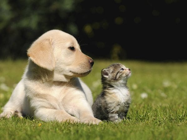 perrito y gatito bebe